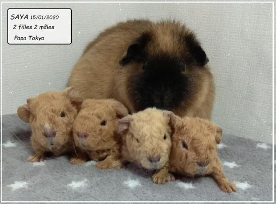 Naissance le 15 janvier 2020 des bébés US teddy de Saya et Tokyo