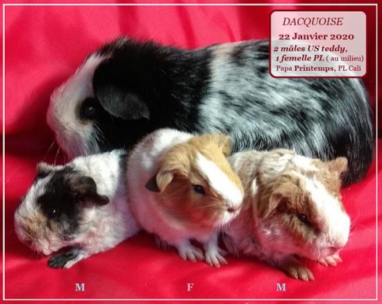 Naissance 22 janvier 2020 de 3 petits de Dacquoise et Printemps