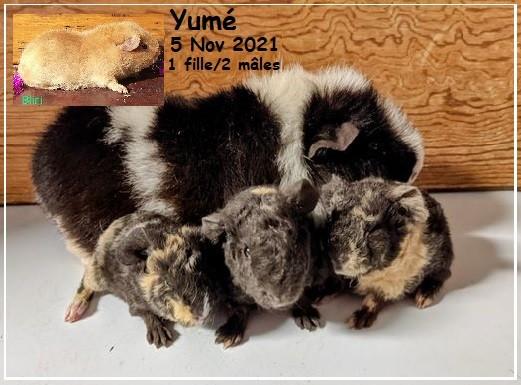 Portée Yumé et Blini le  5 novembre 2021