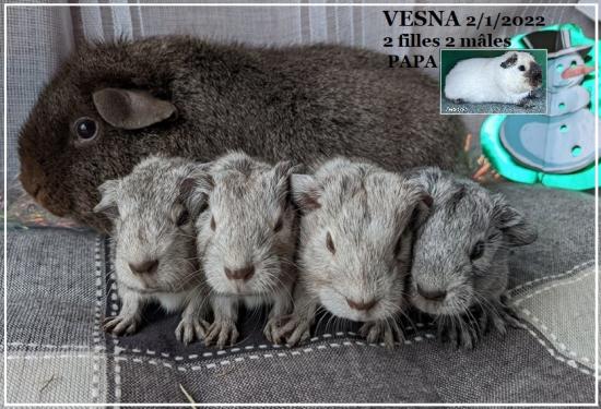 Portée du 02 janvier 2022: VESNA et 3 petits sont hélas décédés le 5 janvier.