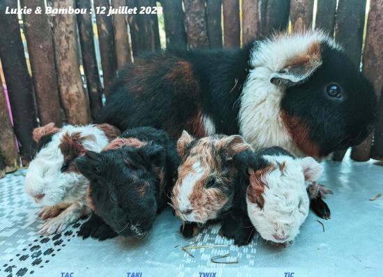 Luxie et ses 4 petits US teddies nés le 12/07/2022.