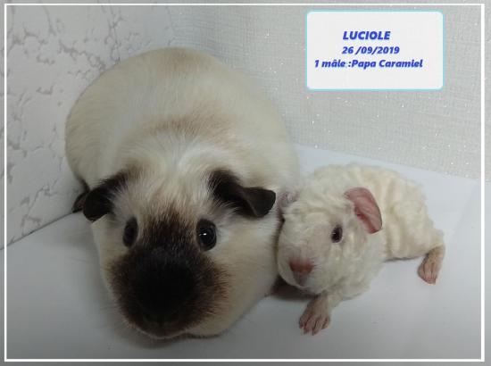 Naissance 1 petit US teddy de Luciole et Caramiel:  26 septembre 2019