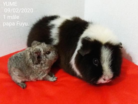 Naissance le 9 février 2020 d'un petit Us teddy de Yumé et Fuyu