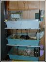 Mes cages dans la remise( octobre 2013)