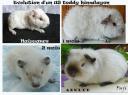 Evolution marquage himalayen sur un US teddy