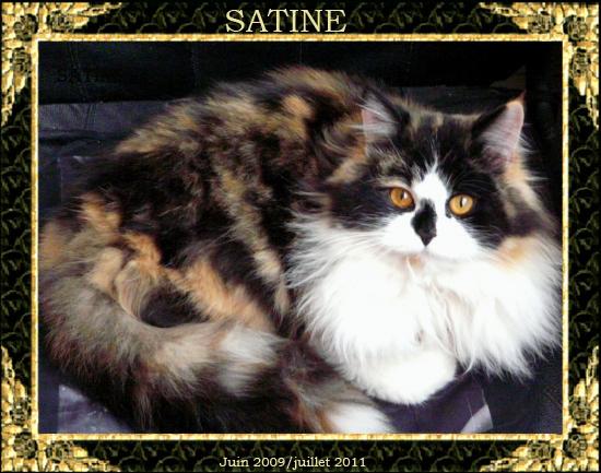 Ma belle croisée persan, Satine.