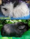 Orchidée alpaga et Chocoline UPL noire chez Isa "ma passion des cobayes"