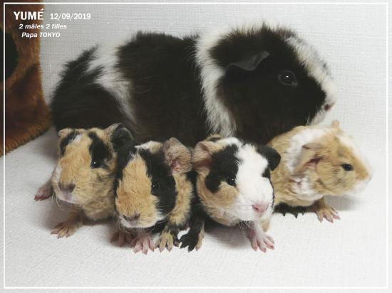 Portée de 4 US teddies  de Yumé et Tokyo  le 12 septembre 2019