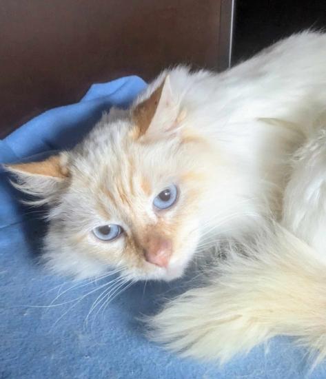 PANACHE  croisé Angora /Siamois (âge supposé 6 ans) 2019?
