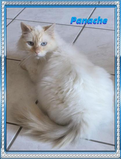 PANACHE  croisé Angora /Siamois (âge supposé 6 ans) 2019?