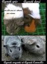 Différence entre 4 agoutis poils courts