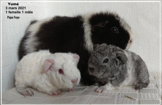 Portee Yumé et Fuyu le 3 mars 2021