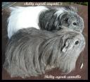 Différence entre 2 sheltys agoutis: