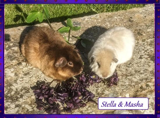 Stella et Masha