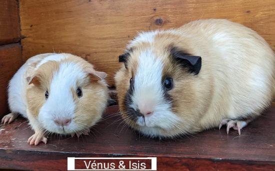 Vénus et Isis